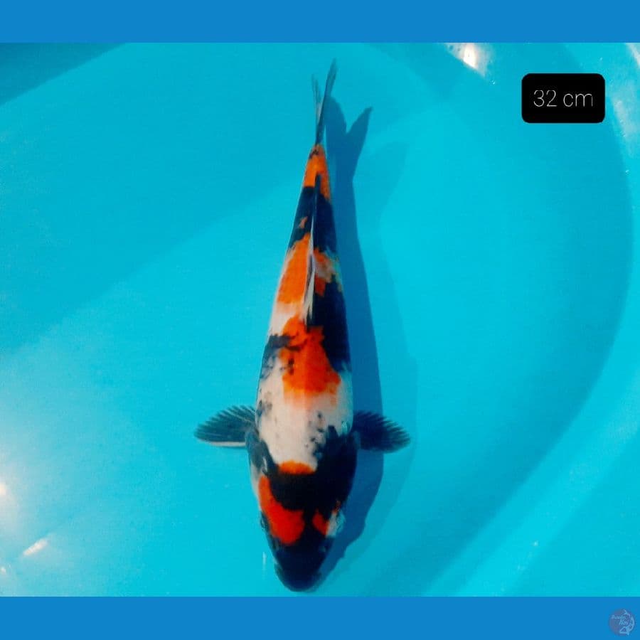 showa 32 cm