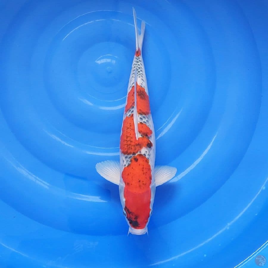 JUMBO GOSHIKI 45CM