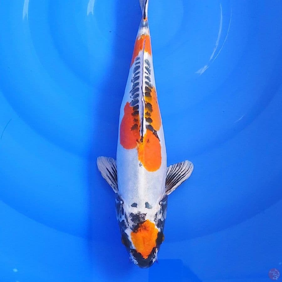 JUMBO BENI KIKO 43cm