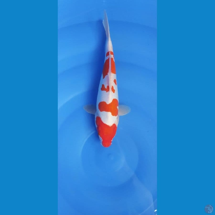 KOHAKU DOITSU 30 CM