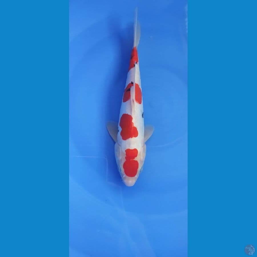 SANKE DOITSU 25 BU