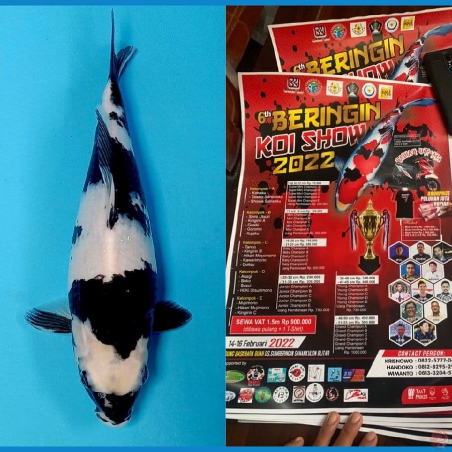 Shiro 27cm