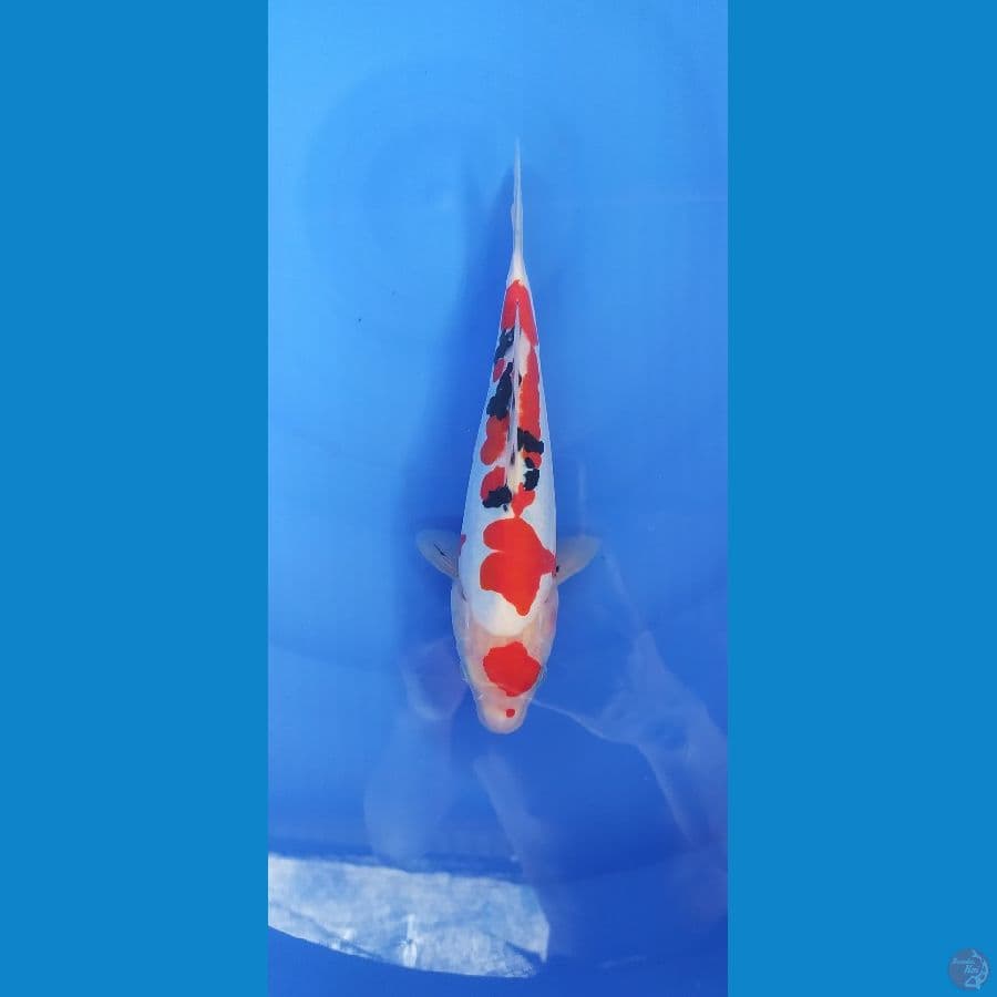 SANKE DOITSU 25 CM