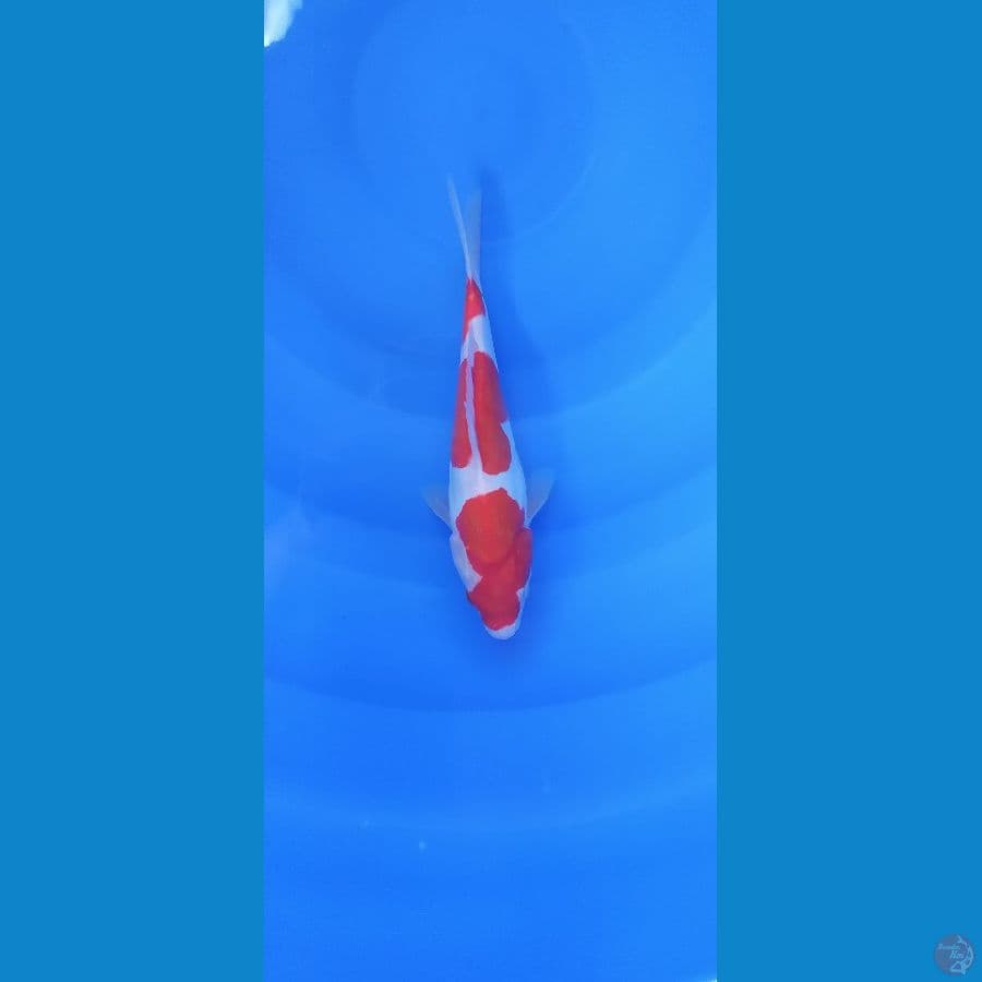 KOHAKU DOITSU 24CM
