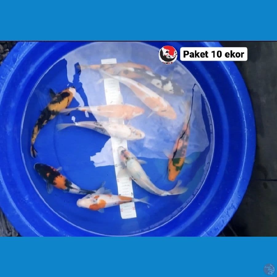PAKET 10 EKOR --- CANAYA KOI FARM