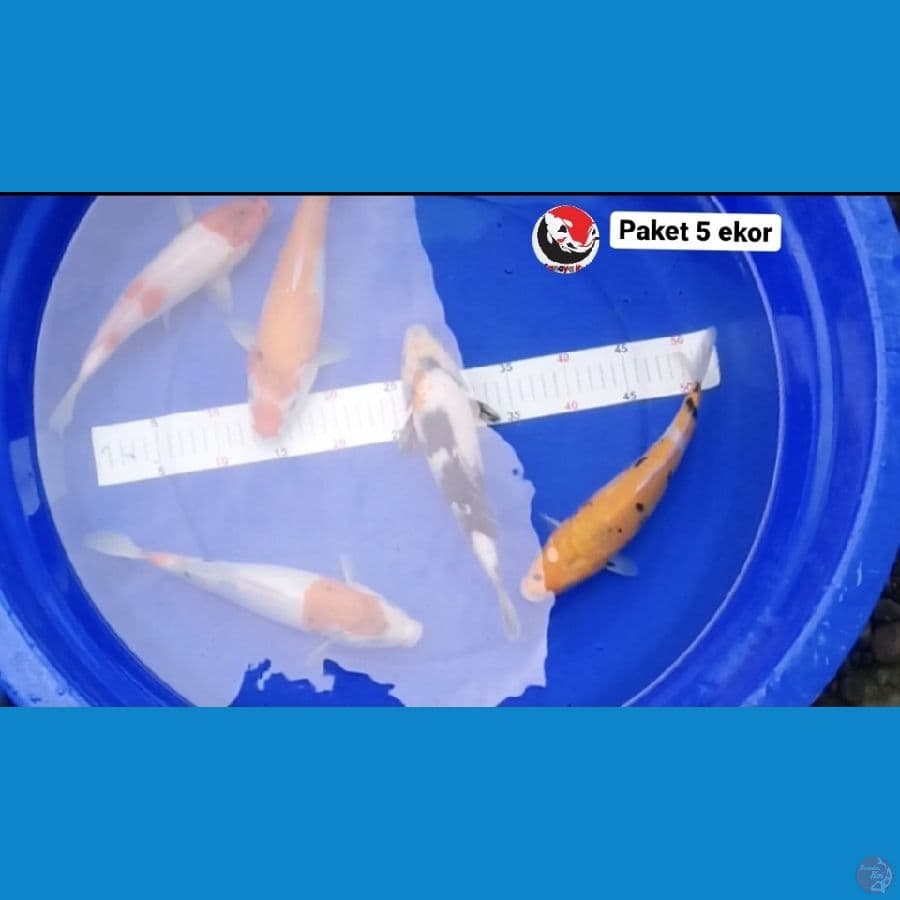PAKET 5 EKOR --- CANAYA KOI FARM