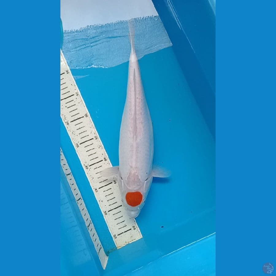 tanco kohaku doit 37 cm