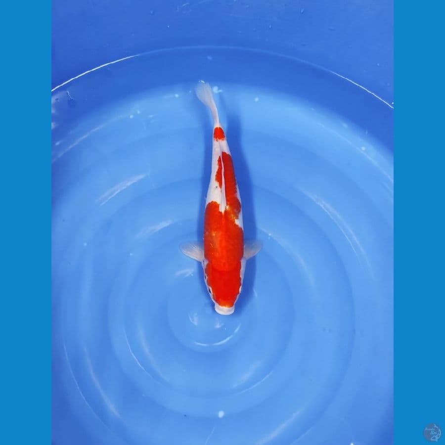 KOHAKU 37 CM