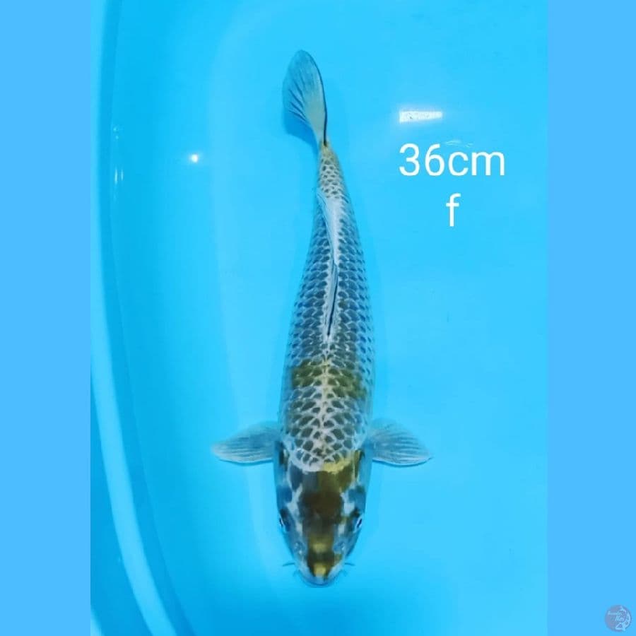 mukashi 36cm