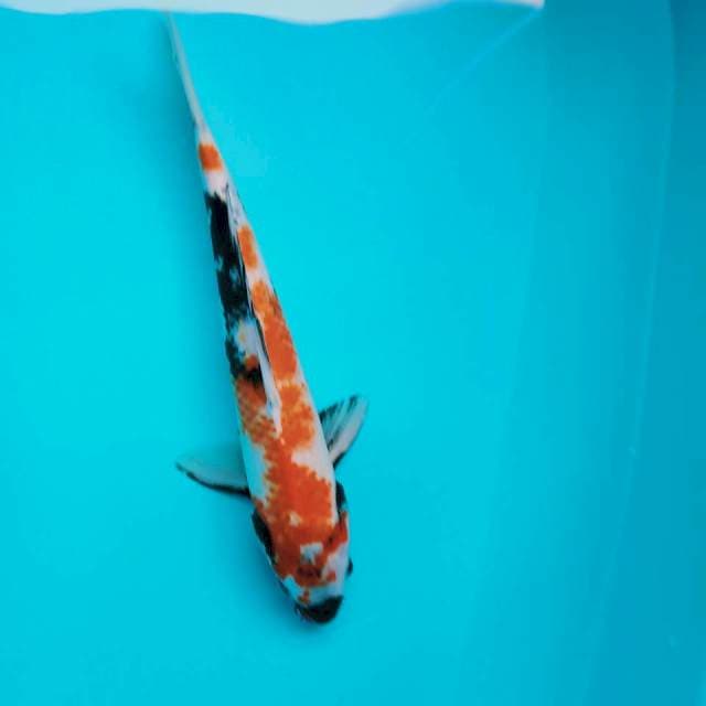 Showa 34cm