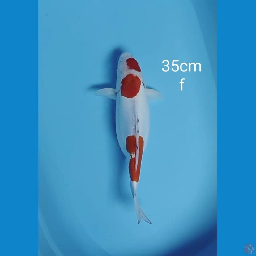 kohaku doitsu 35cm