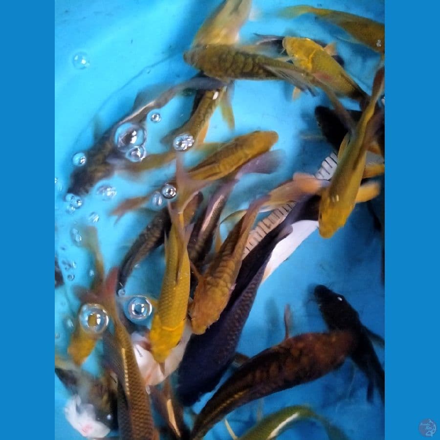 mix kumpay penjinak 15-22 30 ekor