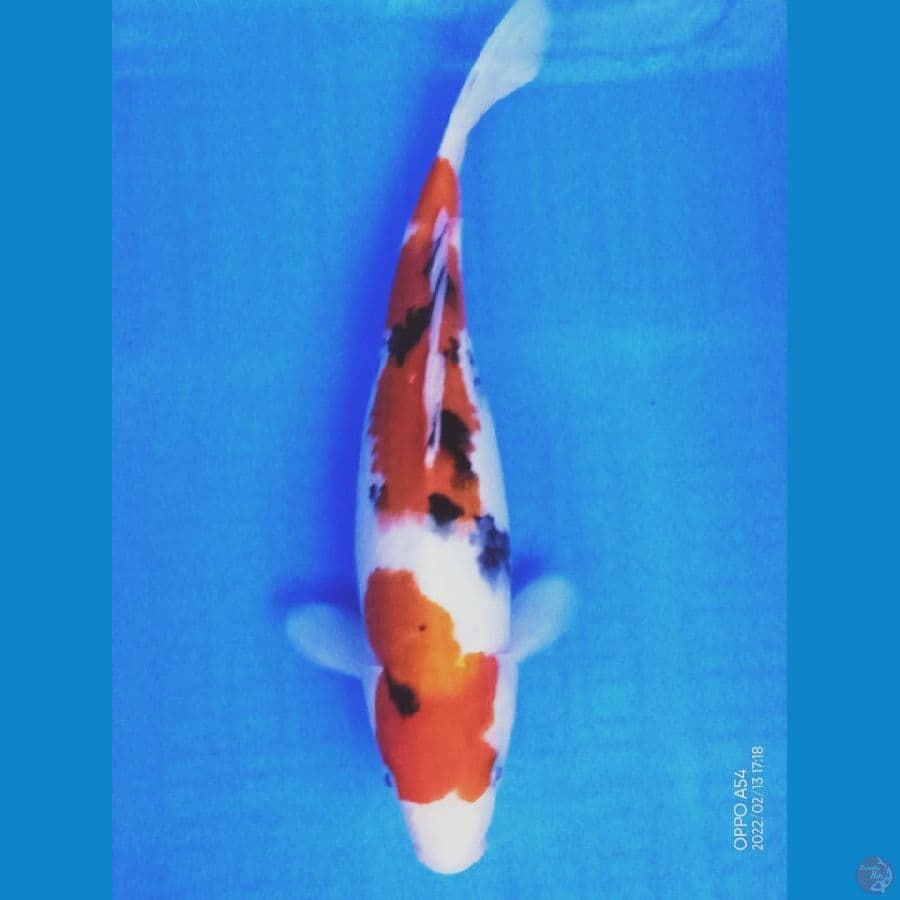 SANKE 28 CM