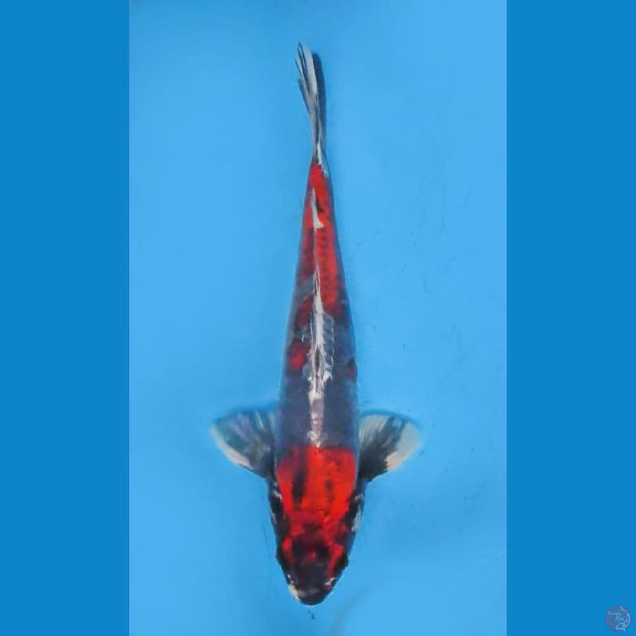 ORIGINAL BENI KIKOKURYU 33cm/M