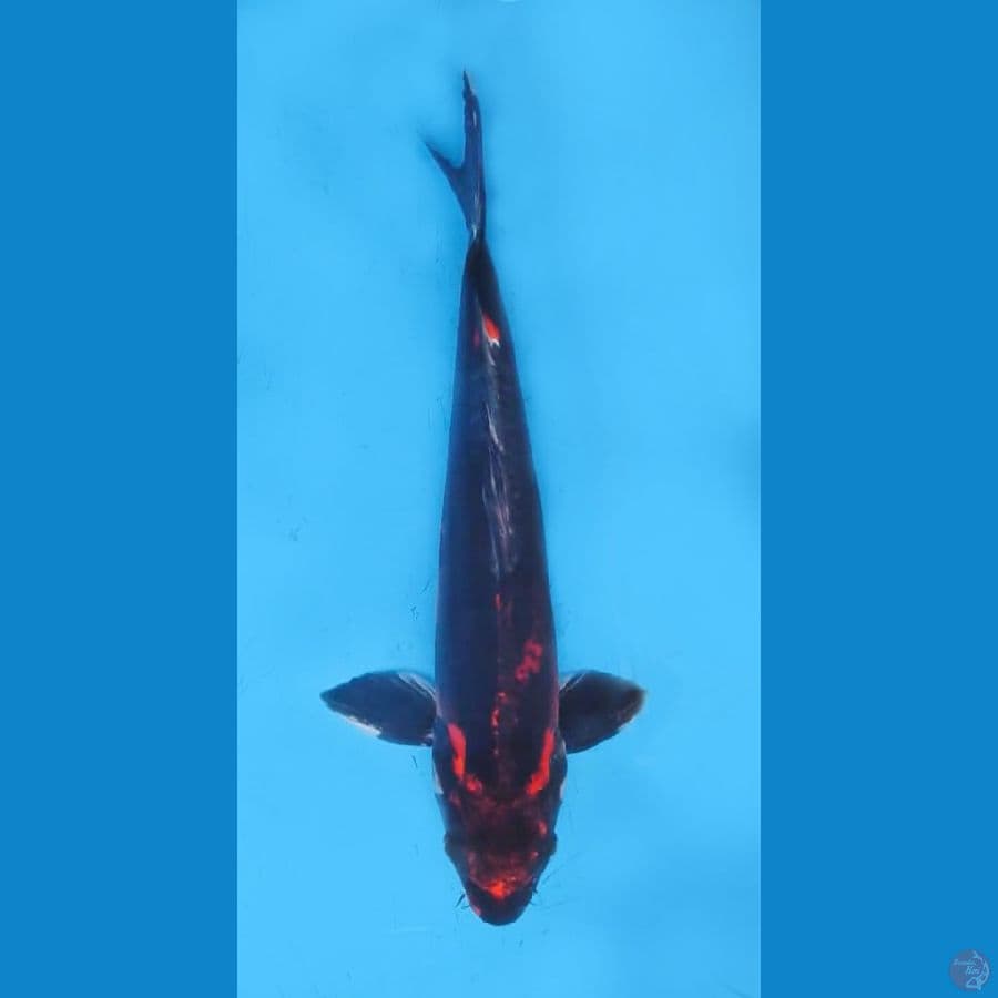 ORIGINAL BENI KIKOKURYU 36cm/m