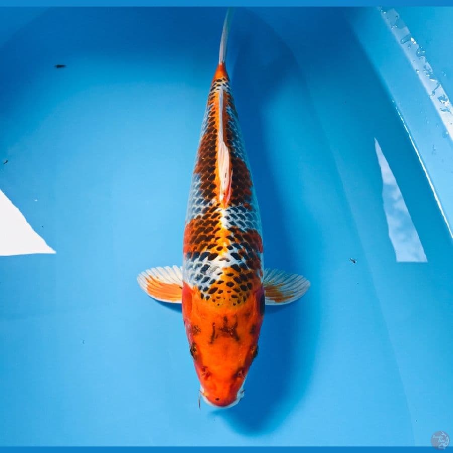 kujaku, 40 cm