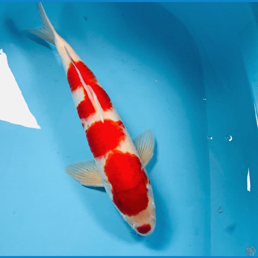 kohaku, male 40 cm
