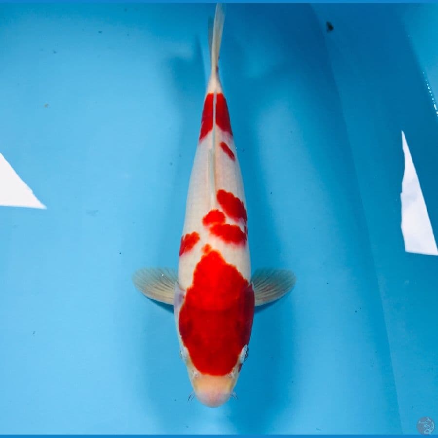 kohaku, 32 cm
