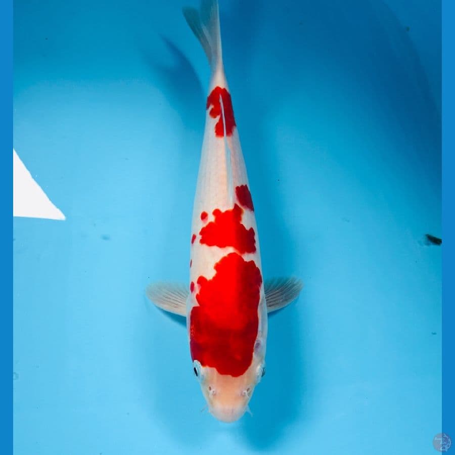 kohaku, male 30 cm
