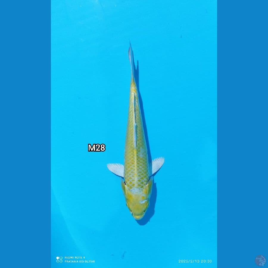 Karashi Lemon M28