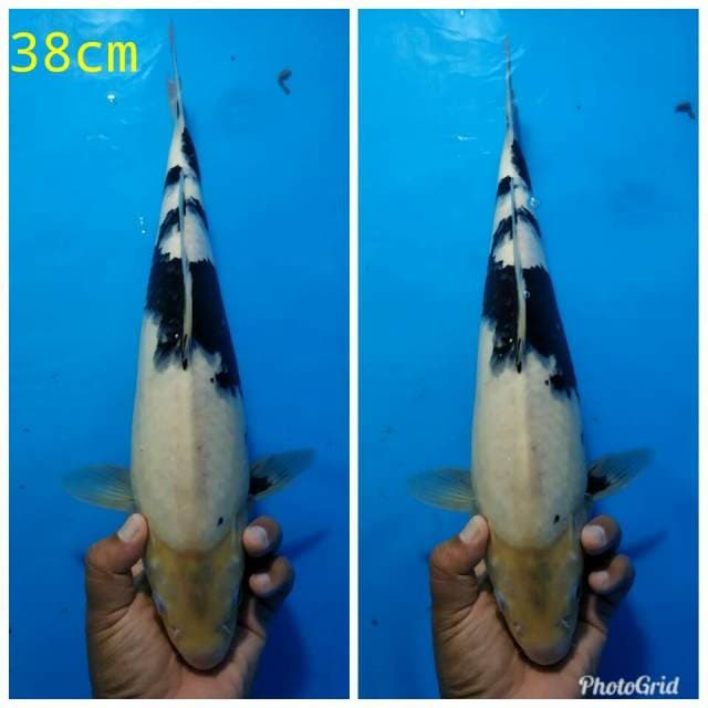 Shiro tategoi ber punuk