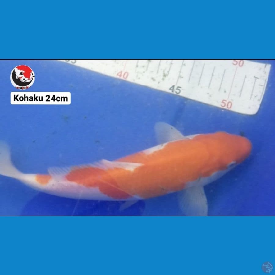 KOHAKU 24CM --- CANAYA KOI FARM