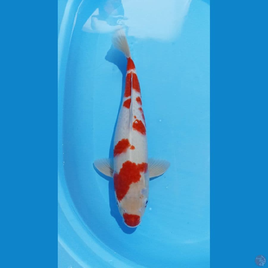 kohaku 45cm