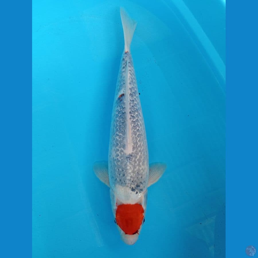 tancho ghosiki 44cm