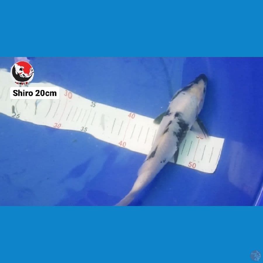 SHIRO 20CM --- CANAYA KOI FARM