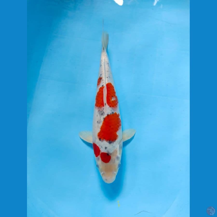 gosiki maruten 35cm