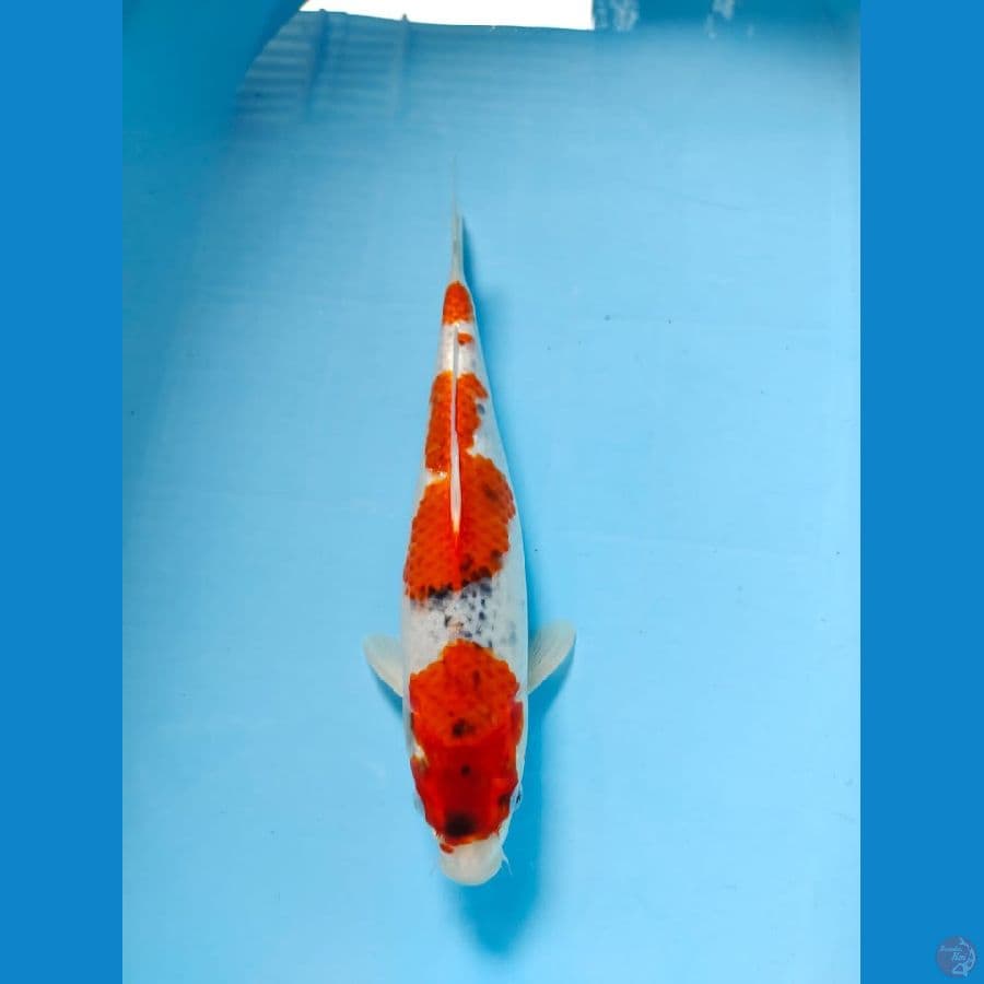 gosiki 33cm