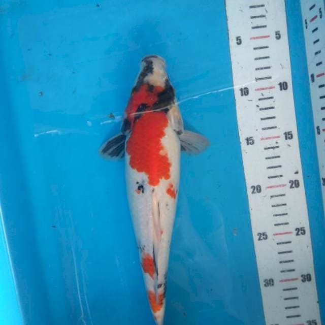 Showa tategoi 31 cm
