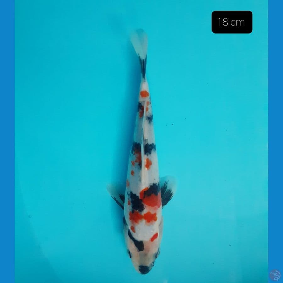 Showa 18 cm