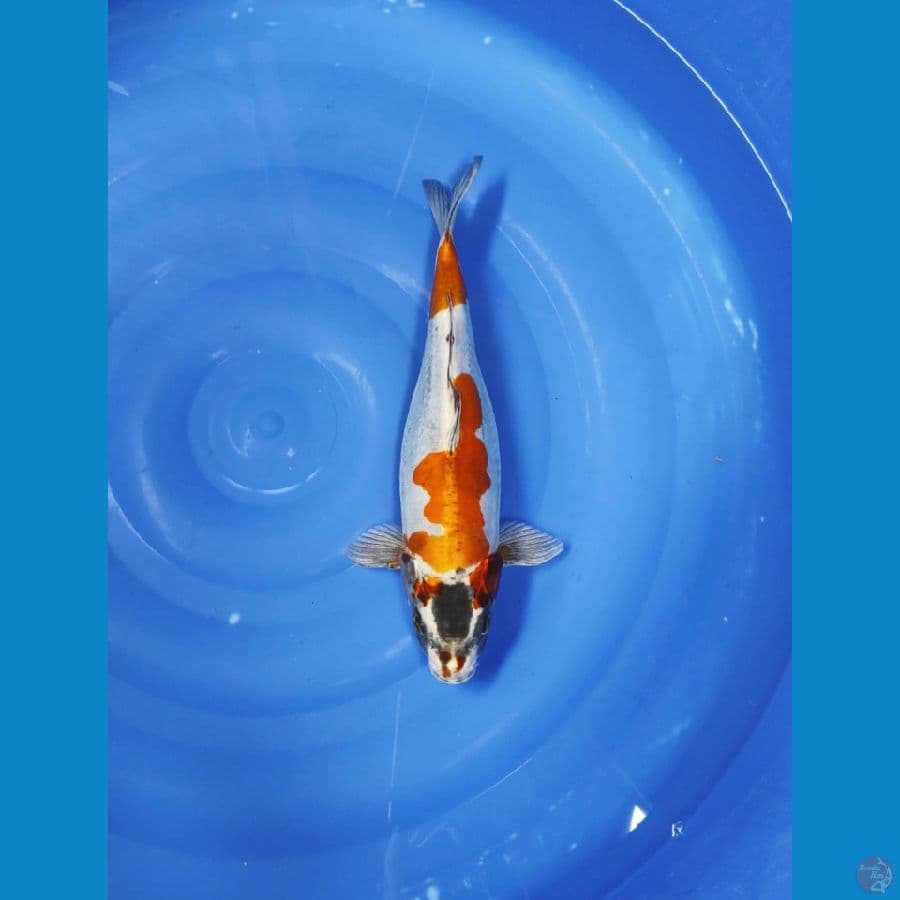 KIKOKURYU 38 CM