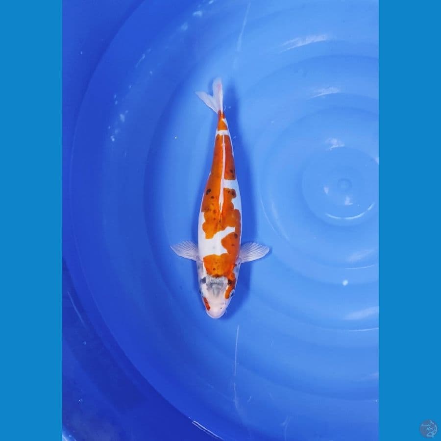 INAZUMA KERIS 37 CM