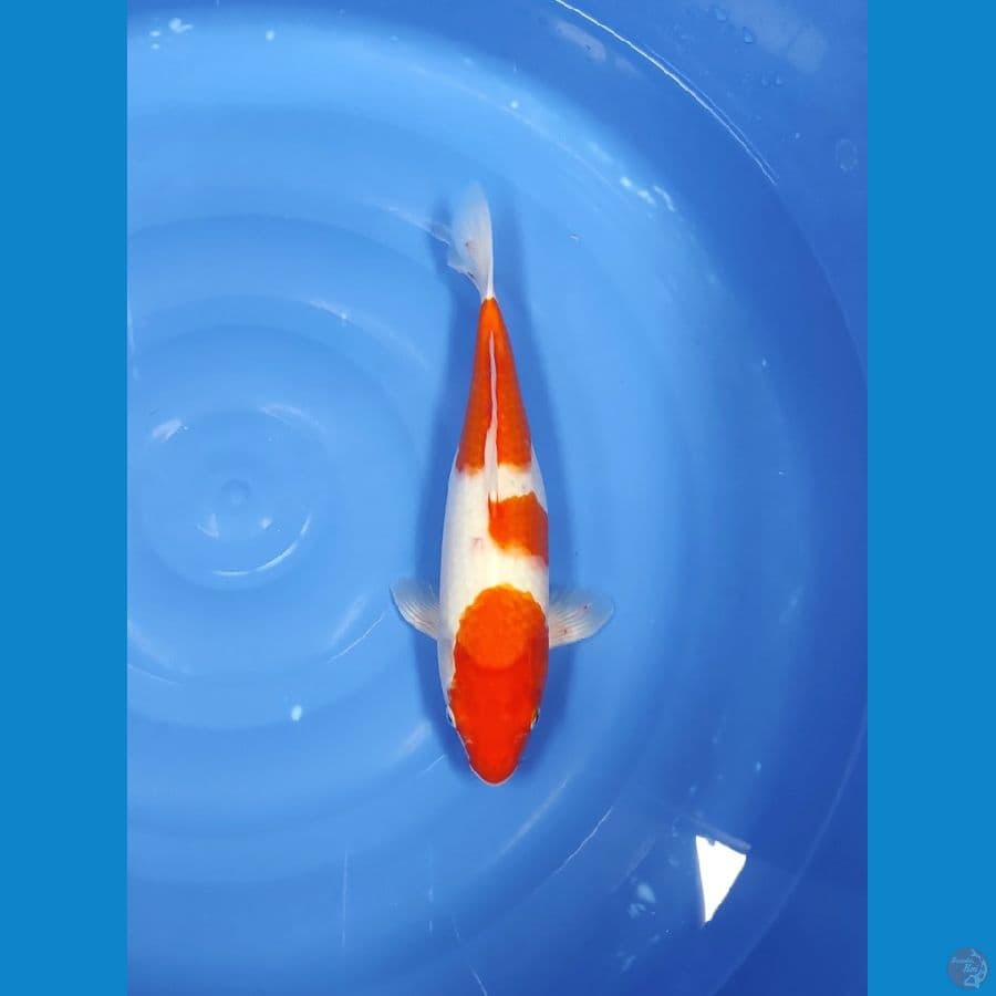 KOHAKU 38 CM