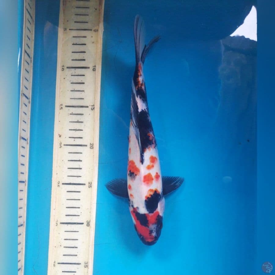 SHOWA 26cm FEMALE