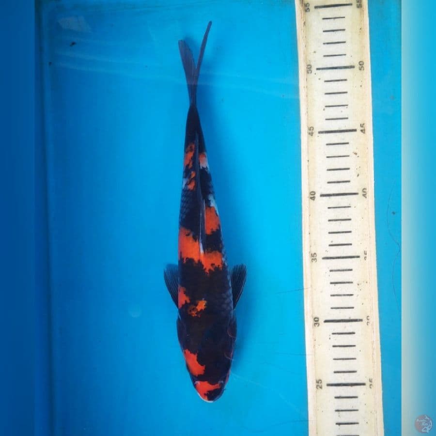 SHOWA 28cm MALE