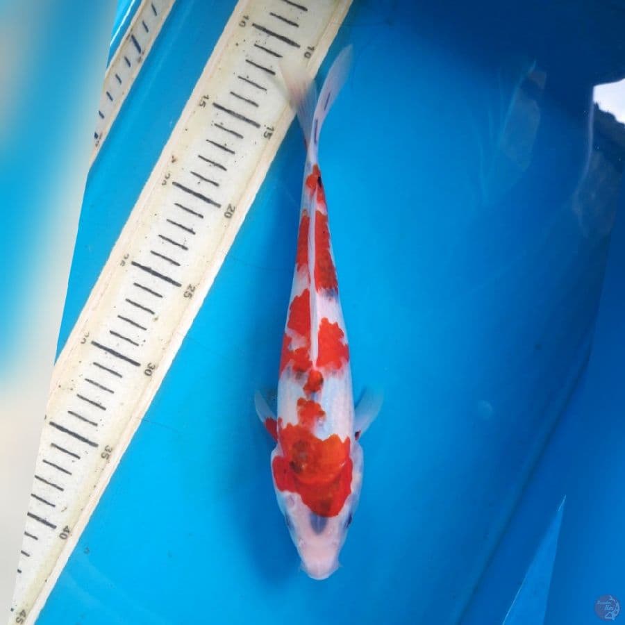 SHOWA TATEGOI 27CM female