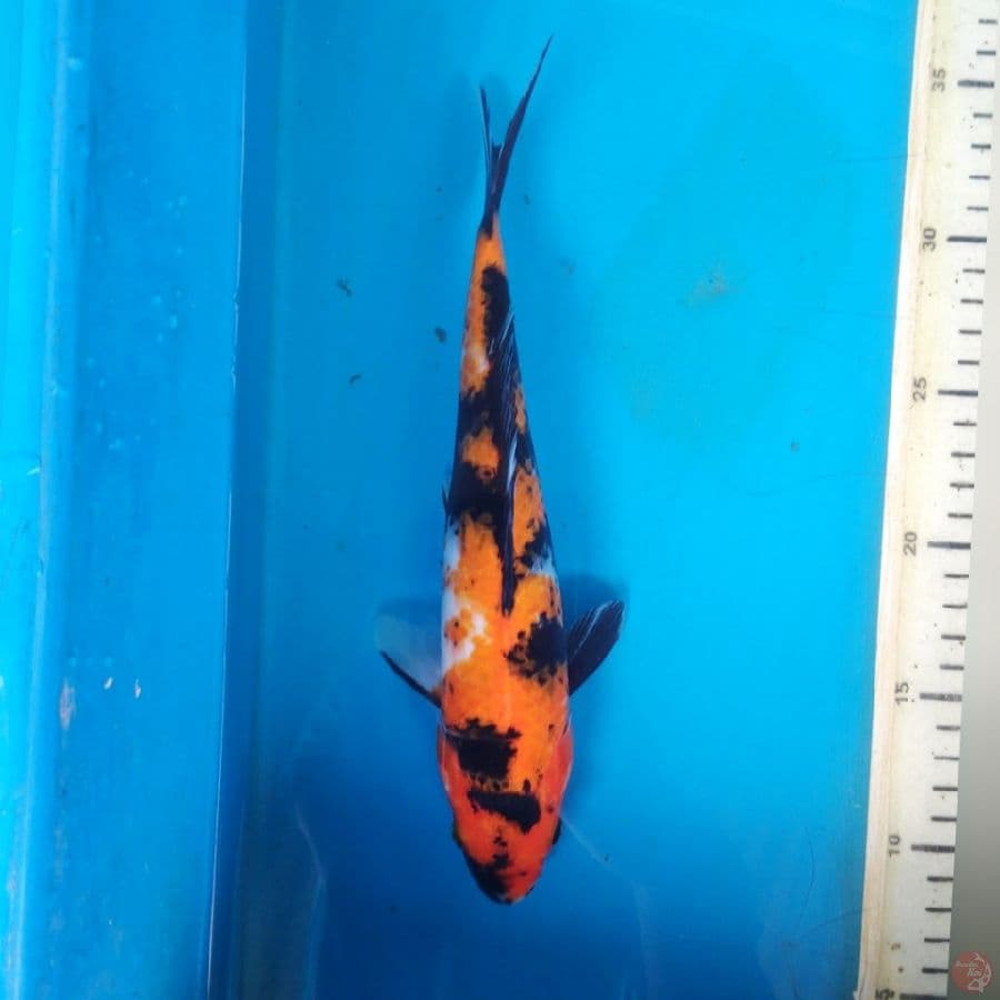 SHOWA 26cm FEMALE