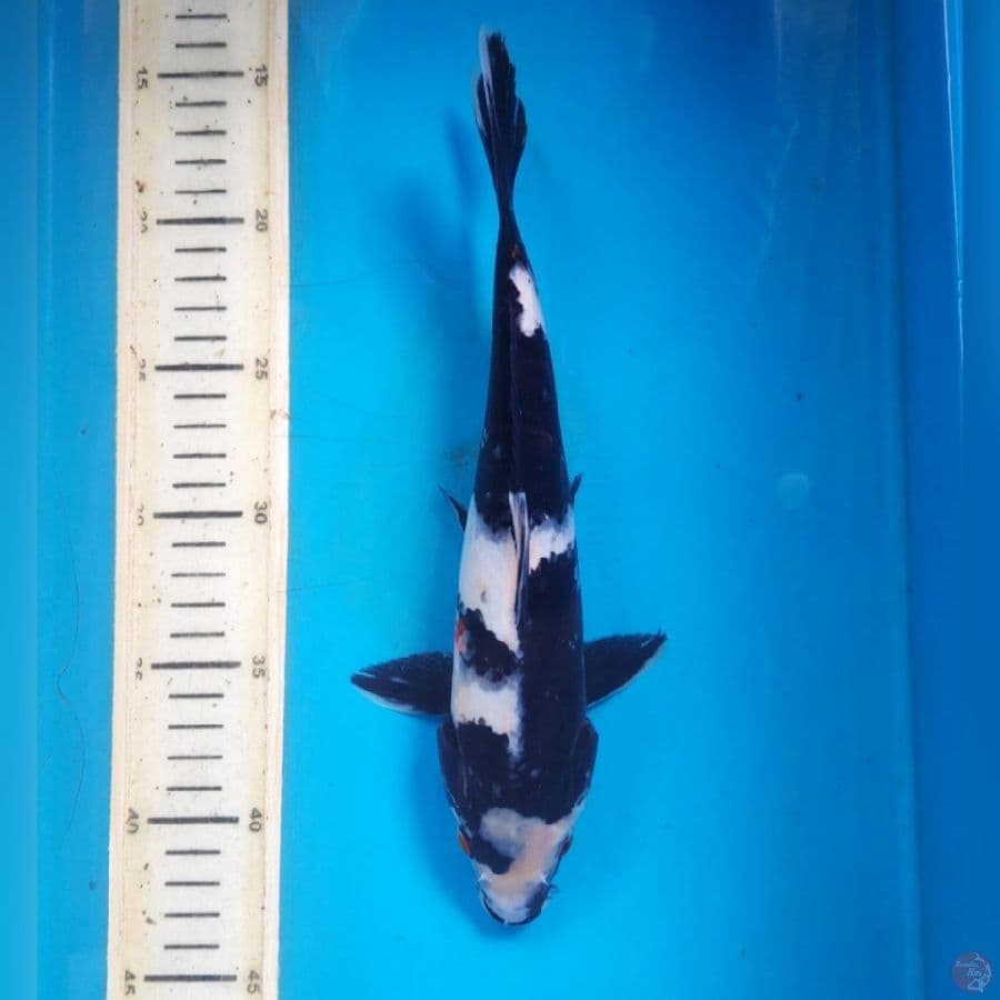 SHIRO 27cm MALE