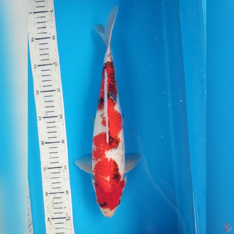 SHOWA 37cm male