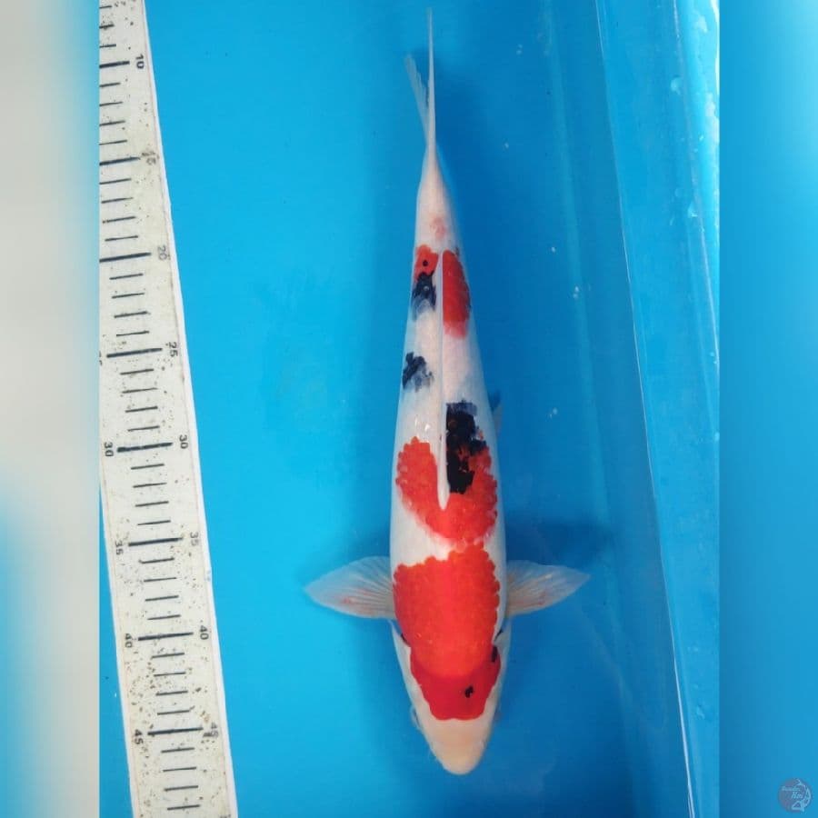 KINDAI SHOWA 36CM MALE