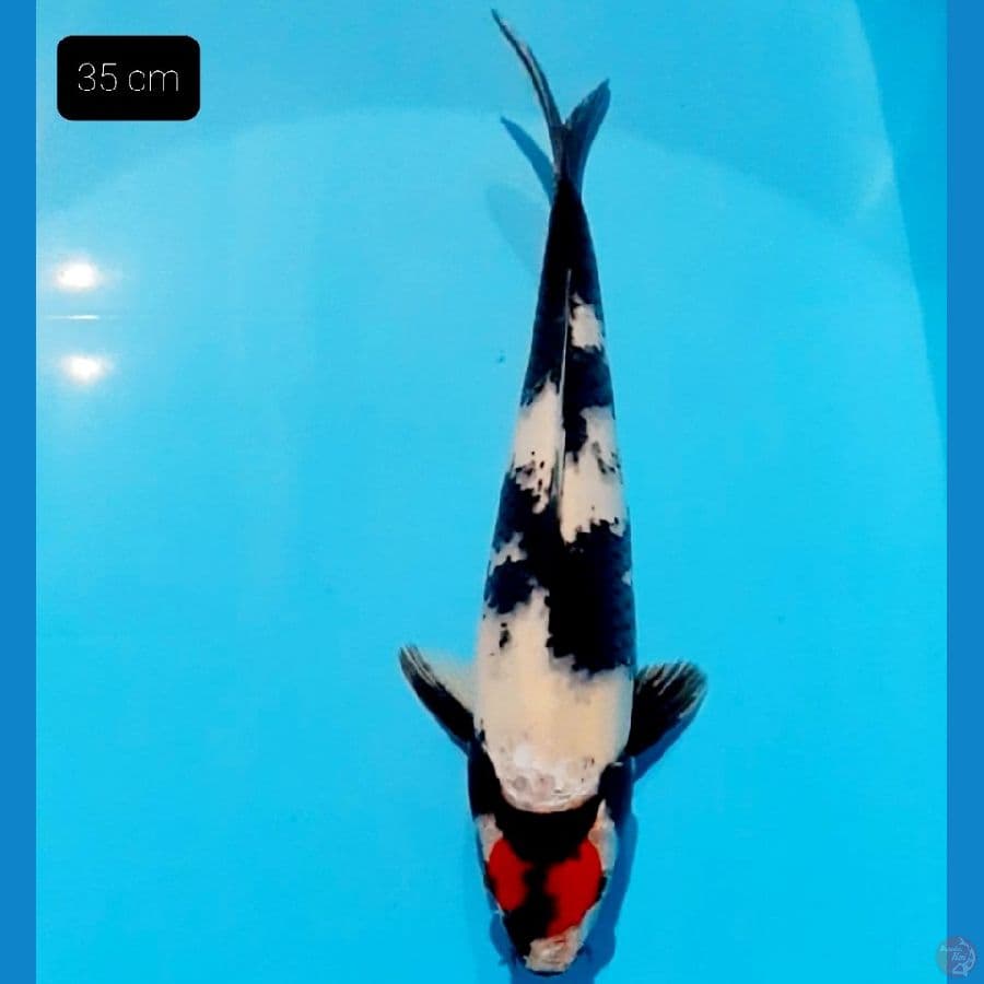 Tancho Showa 35 cm