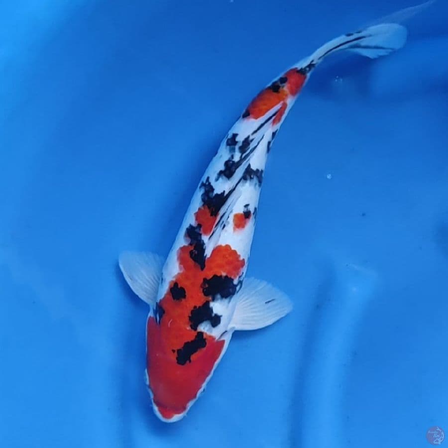 38CM # TAISHO SANKE / MALE