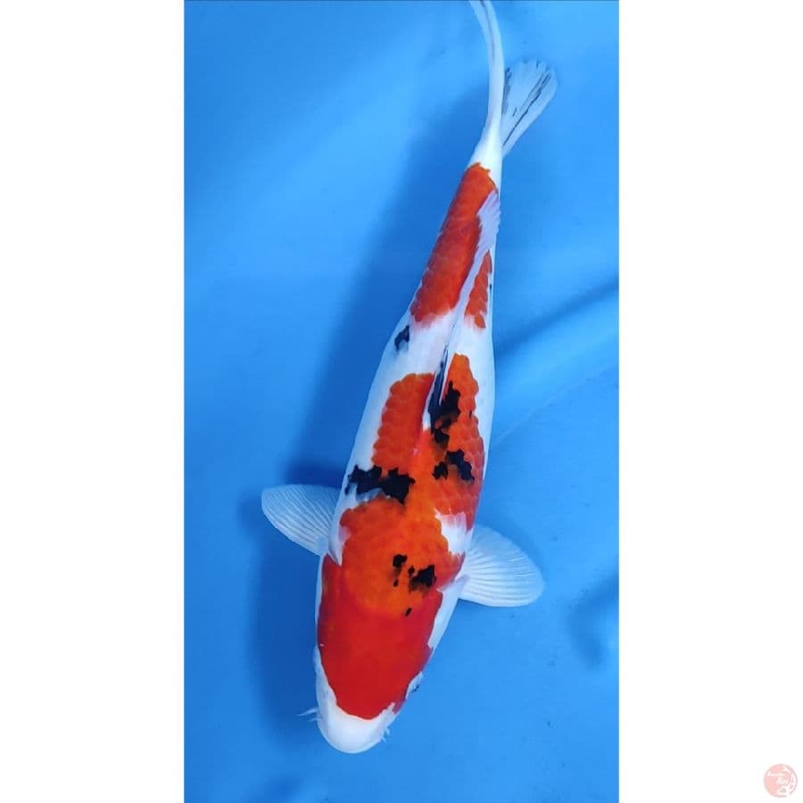 38CM # SANKE GOOD BODY / FM