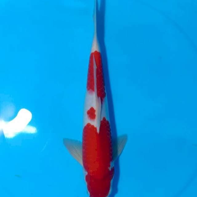 ASOKA 2 ~ KOHAKU BENI STRONG - 36CM