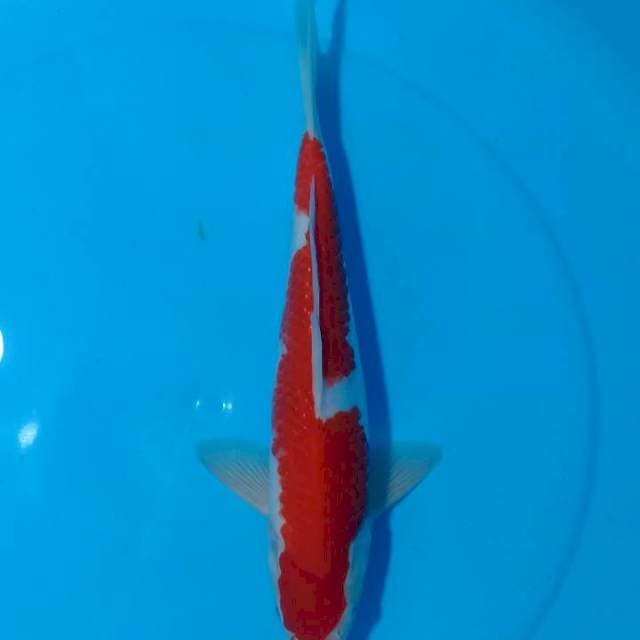 ASOKA 3 ~ KOHAKU ORI INAZUMA - 36CM MALE
