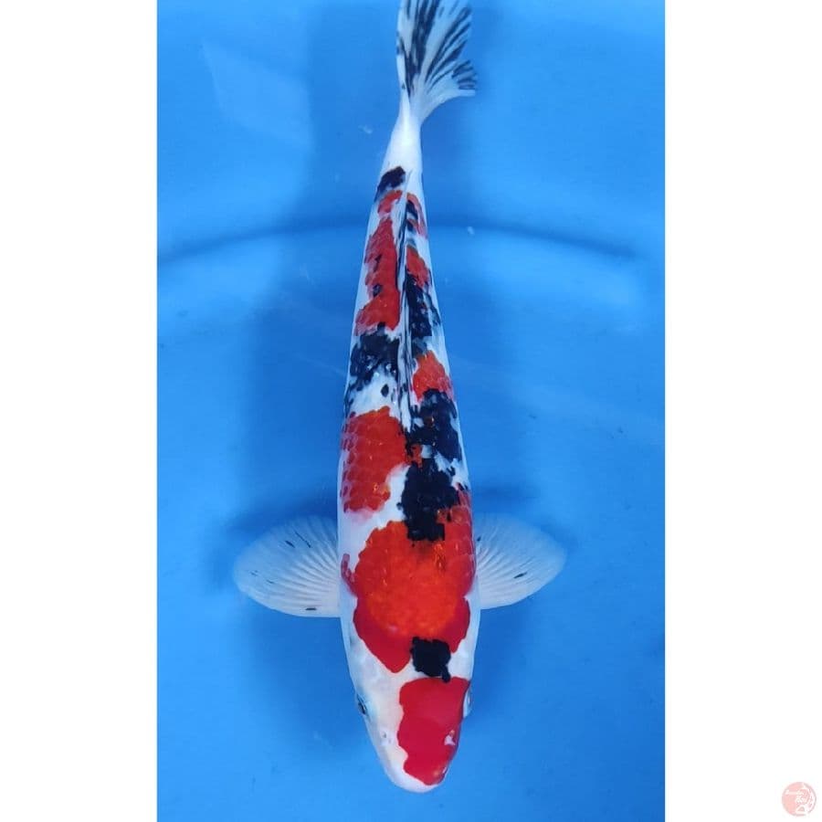37CM # TAISHO SHANSOKU STRONG / MALE