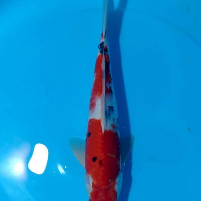ASOKA 6 ~ TAISHO SANSHOKU - 36CM